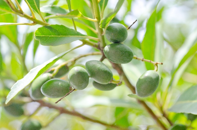 植物油│乾燥肌にいい栄養素